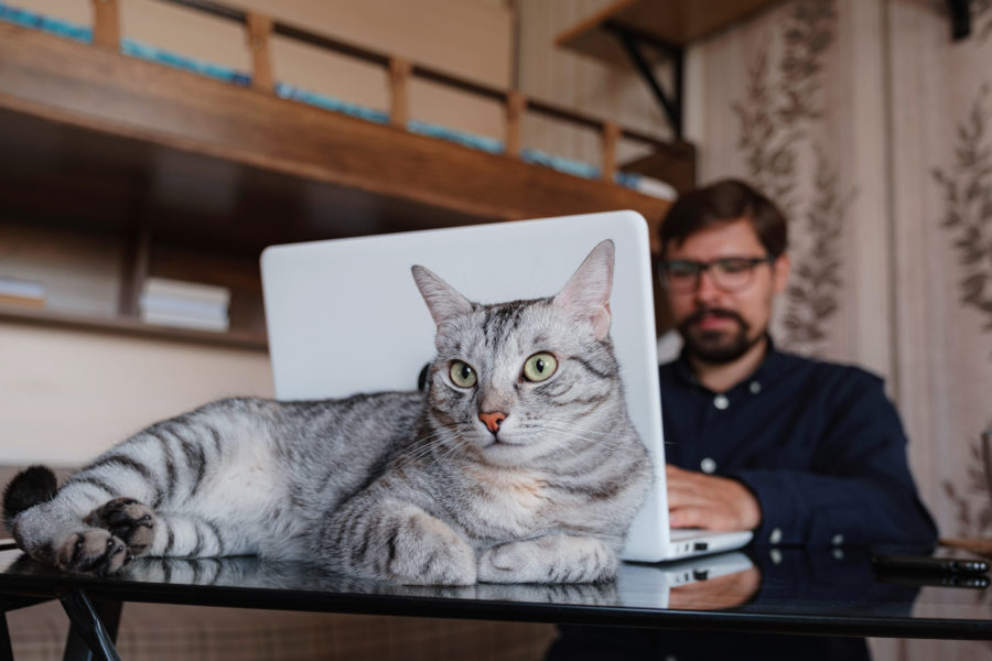 Cat owner with laptop
