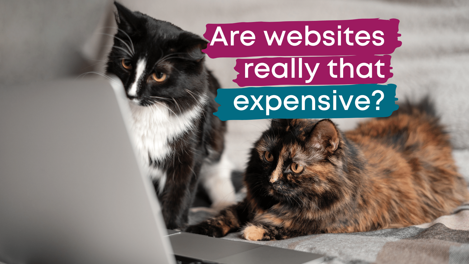 Cats looking at a website on a laptop
